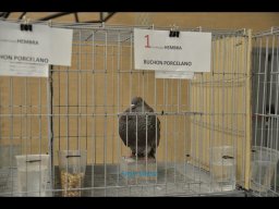 Concurso de Palomas 2012
